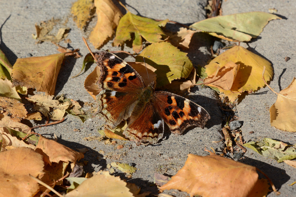 Compton Tortoiseshell from Frame Lake, Yellowknife, NT X0E加拿大 on ...