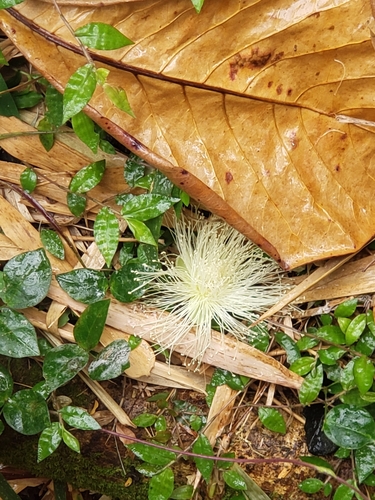 Syzygium jambos - Whole tree
