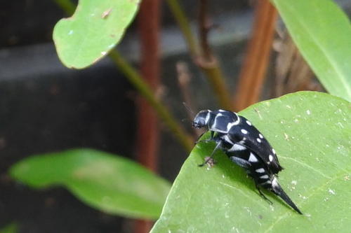 Hoshihananomia kirai · iNaturalist