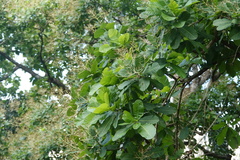Anacardium excelsum image