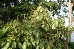 Sanchezia tigrina image