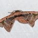 Prismosticta microprisma - Photo (c) Roger C. Kendrick, all rights reserved