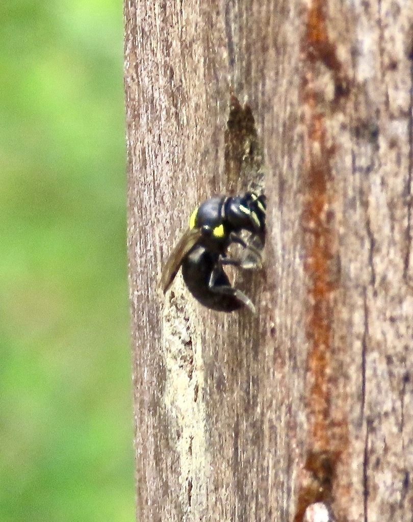 Cloudy Masked Bee from Mogo NSW 2536, Australia on March 30, 2023 at 12 ...