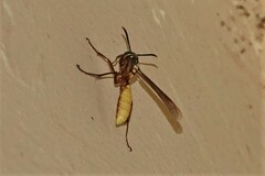 Apoica pallens image