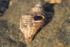 Acanthinucella spirata image