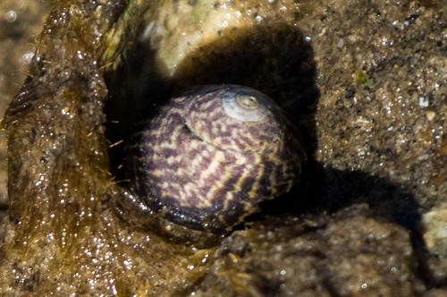 Speckled Tegula