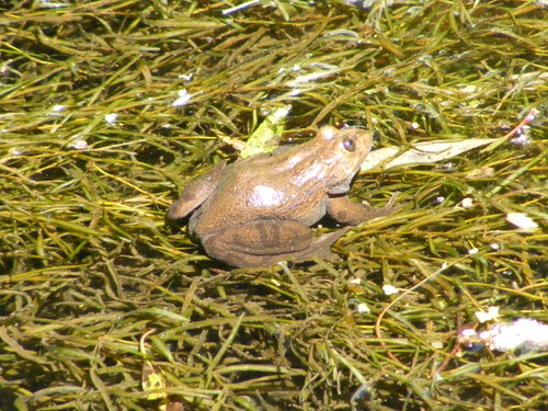 Bigfoot Leopard Frog
