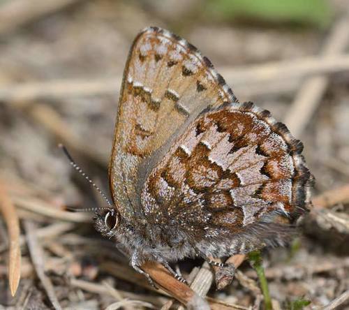 Eastern Pine Elfin