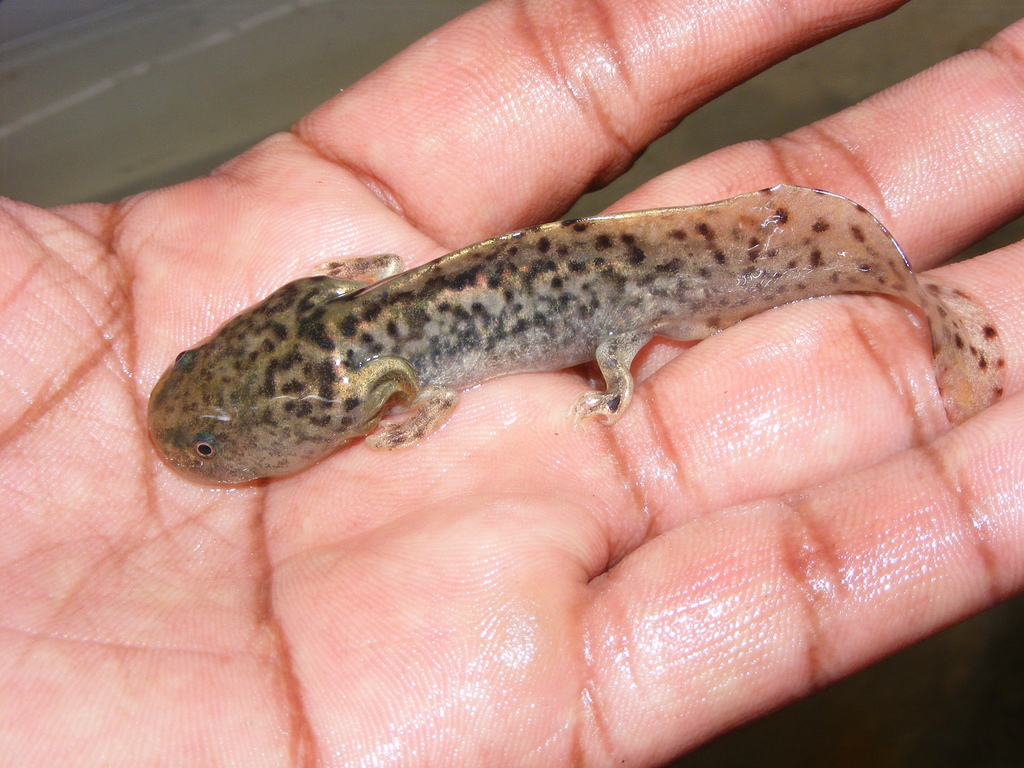 Anderson's Salamander (Ambystoma andersoni) · iNaturalist, image size:1024x768