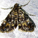 Elophila occidentalis - Photo (c) BJ Stacey, todos los derechos reservados