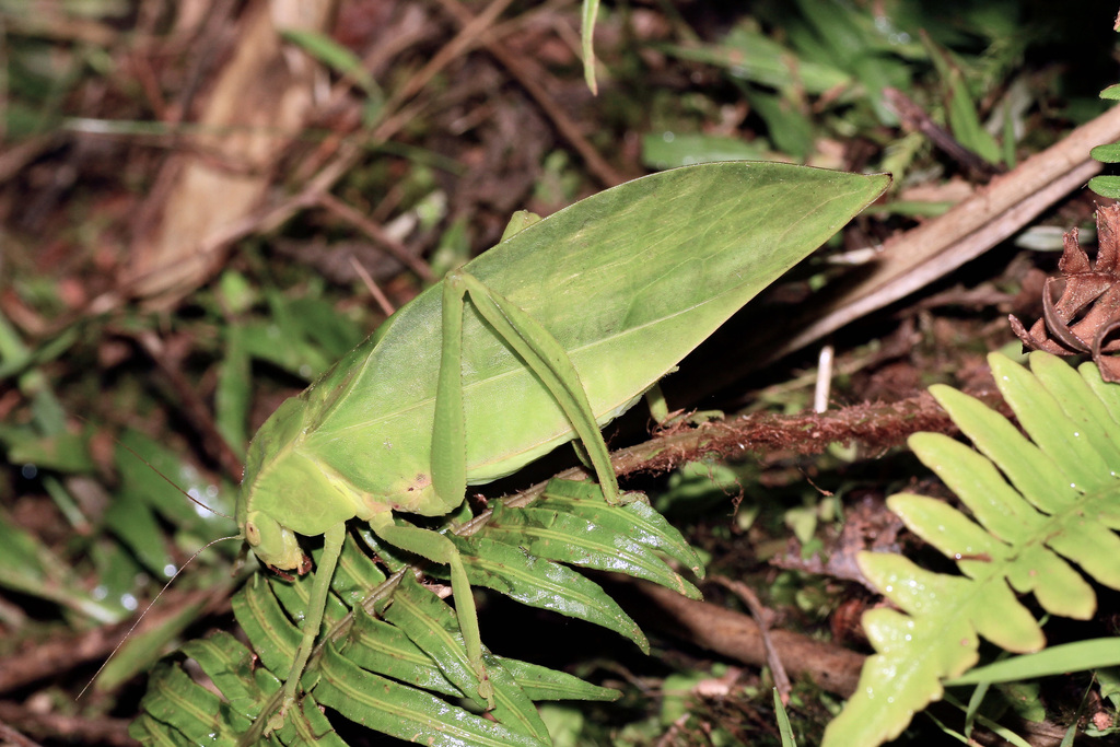 Xantia Borneensis From Кенингау, Сабах, Малайзия On March 30, 2011 At 