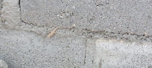 Rock Semaphore Gecko
