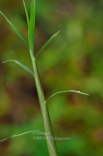 Phyllostachys meyeri