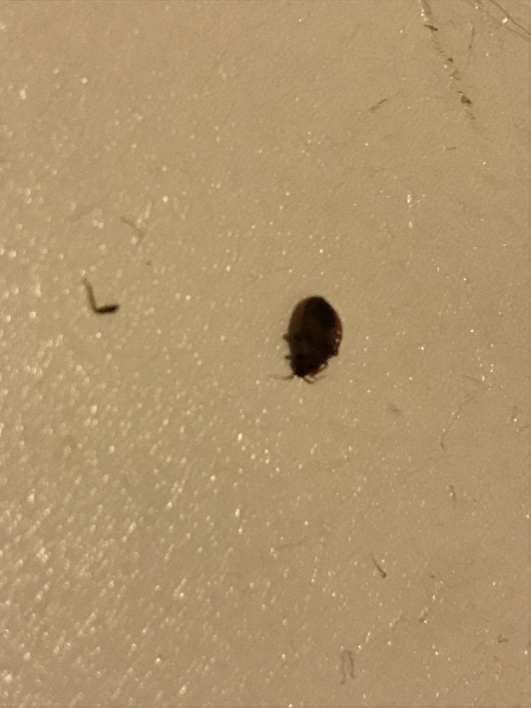 Common Bed Bug from 1611 Edward St, Halifax, NS, CA on October 10, 2018