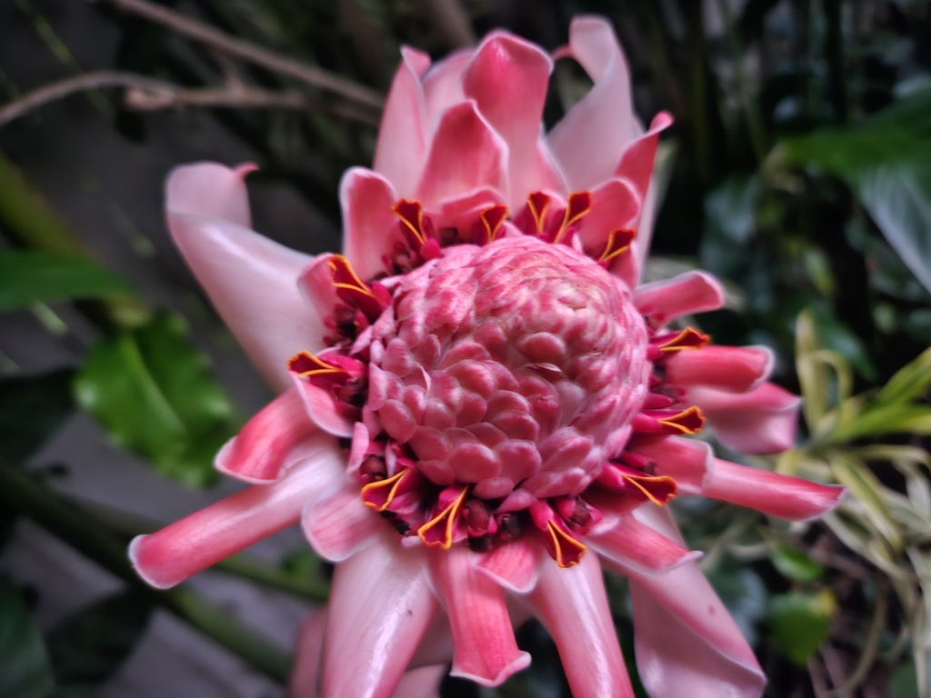 Torch ginger from Whitfield QLD 4870, Australia on March 30, 2023 at 06