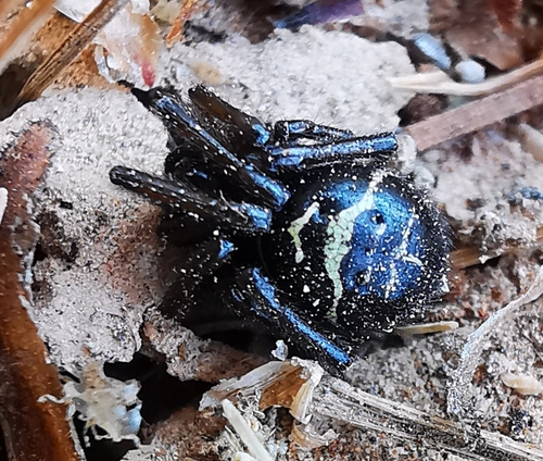 Steatoda saltensis