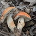 Burnt-orange Bolete - Photo (c) Francis Ferrell, all rights reserved, uploaded by Francis Ferrell