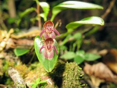 Pleurothallis sanchoi image