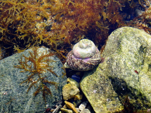 Tegula rustica