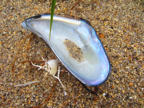 Russian Mussel