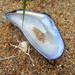 Russian Mussel - Photo (c) snv2, all rights reserved, uploaded by snv2