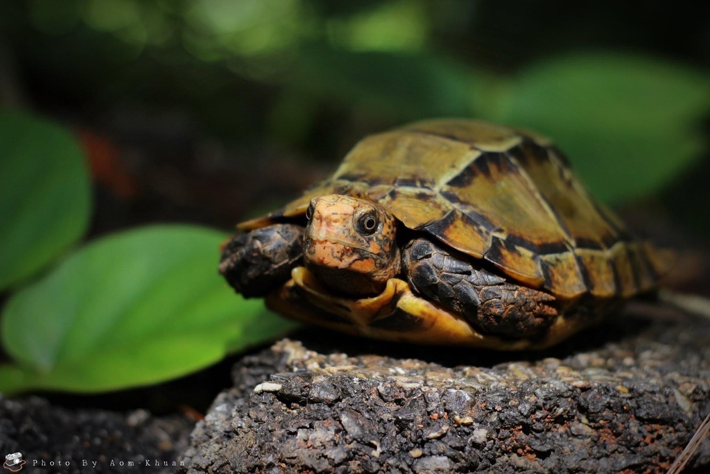 Photo by wokenbyelephants