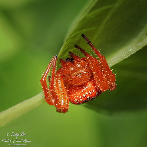 Araneus iviei