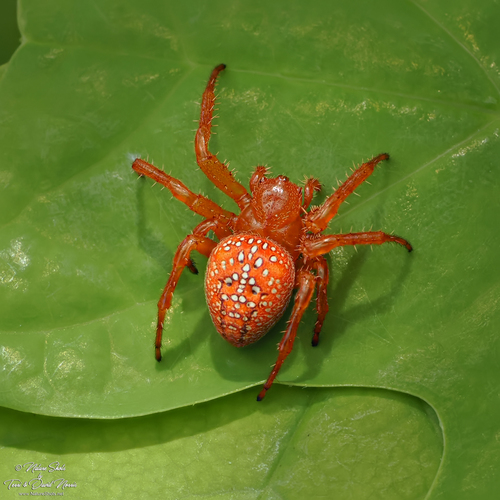 Araneus iviei