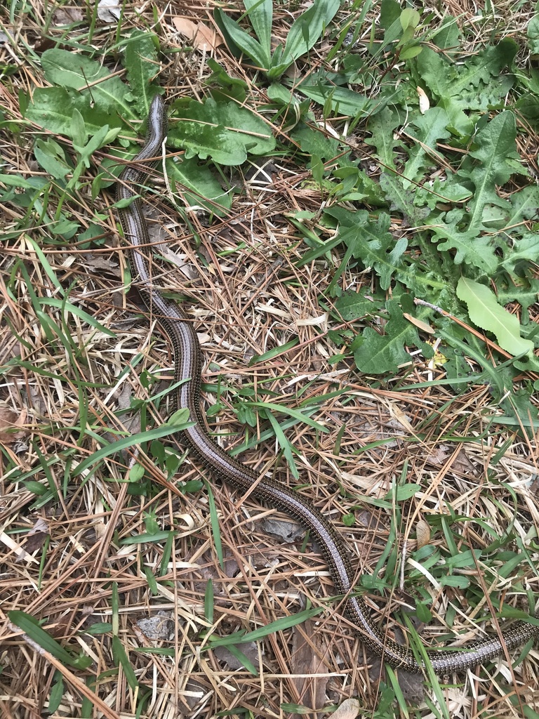 North American Glass Lizards from Brucemount Pl, Fayetteville, NC, US ...