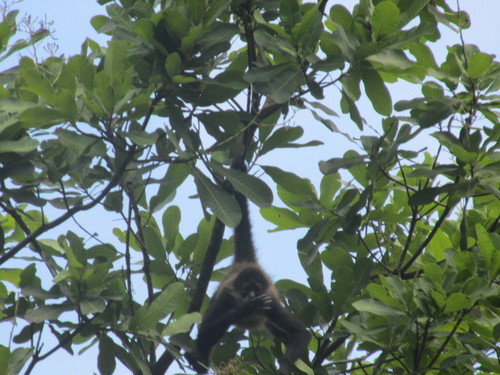 Macaco-aranha-de-Geoffroy (Ateles geoffroyi)