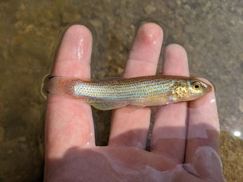 Disjunct Studfish