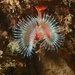 Red Tubeworm - Photo (c) tamsynmann, all rights reserved, uploaded by tamsynmann