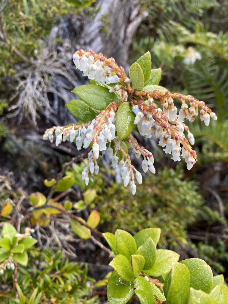 Gaultheria