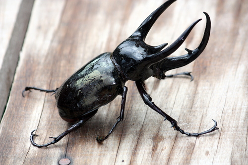 Subspecies Chalcosoma chiron belangeri · iNaturalist