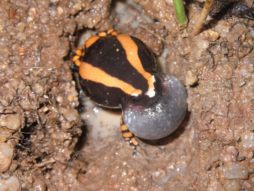 Red-Banded Rubber Frog (Phrynomantis bifasciatus) · iNaturalist