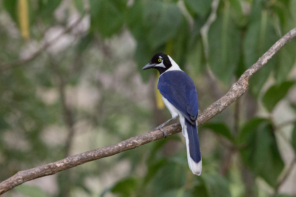 White-tailed Jay photo