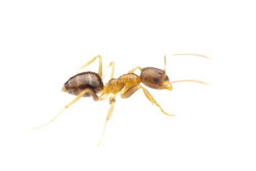 Nylanderia wojcikiNylanderia wojciki