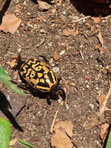 Poecilopharis