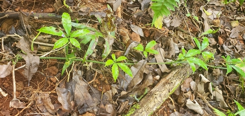 Tetrastigma pubinerve