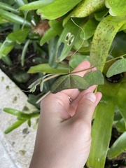 Passiflora biflora image