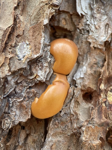 Veiled Polypore