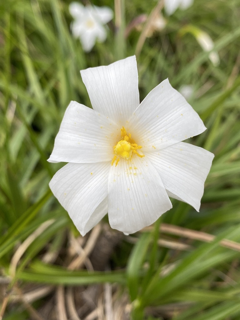 Vellozia tubiflora