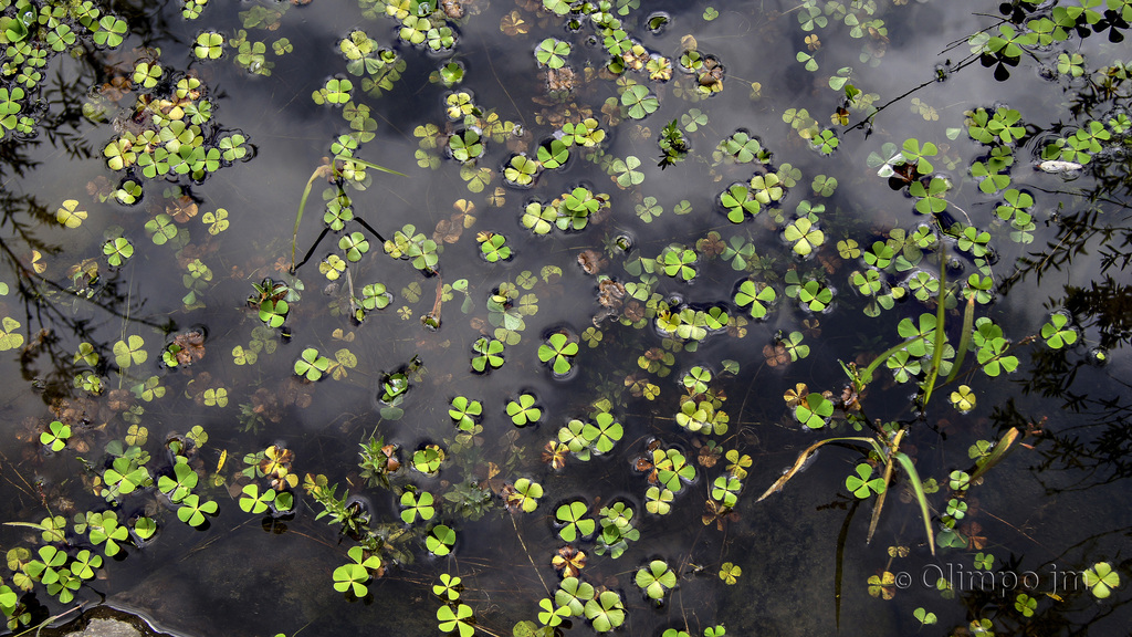 Water clover