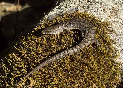 San Lucan Alligator Lizard