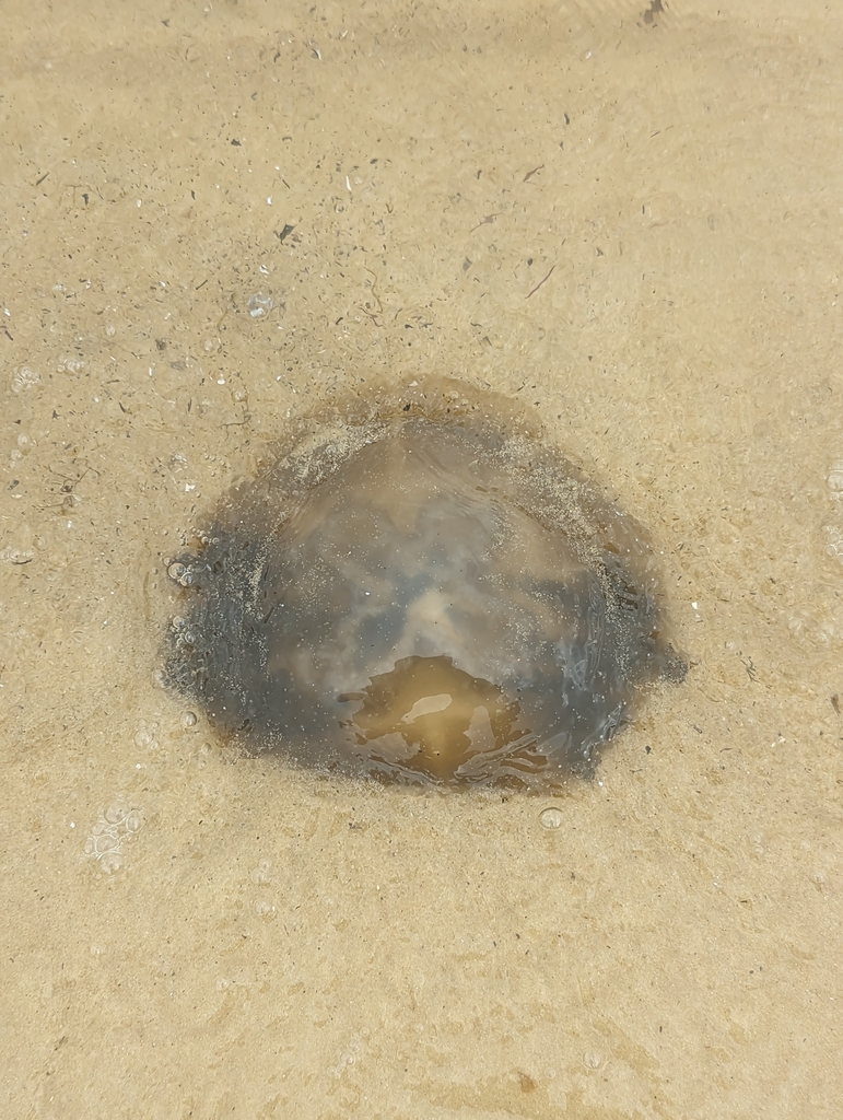 Phyllorhiza punctata<br>01 April, 2023