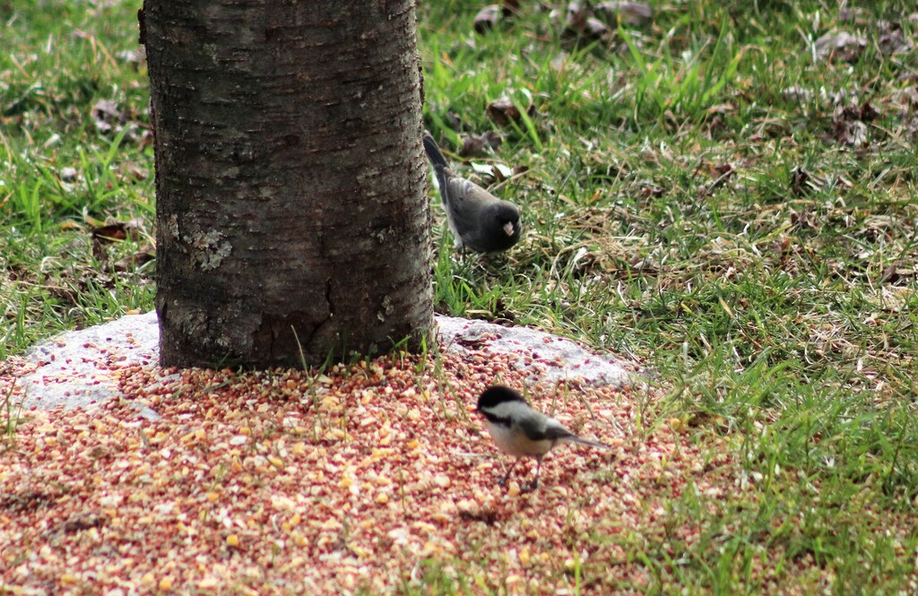 Black-capped Chickadee From Clarion County, PA, USA On March 28, 2023 ...