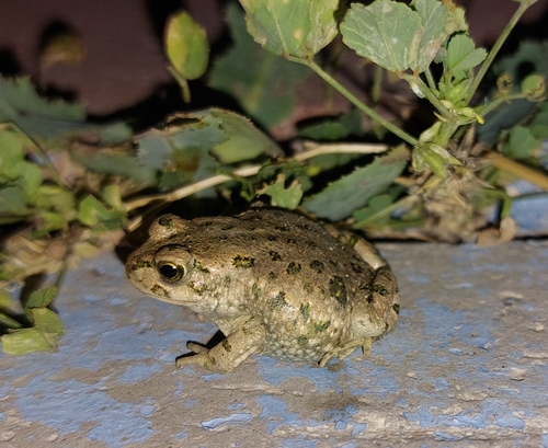 Variable Toad