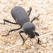 Death-feigning Beetles - Photo (c) Winsten Slowswakey, all rights reserved, uploaded by Winsten Slowswakey