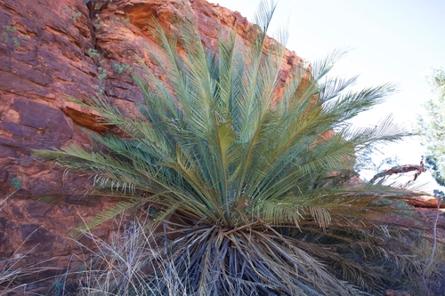 How to identify Macrozamia macdonnellii (F.Muell. ex Miq.) A.DC.