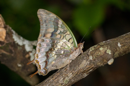 Green-veined Emperor